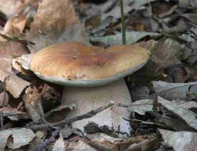  Image name: 154 Porcino.jpg 
 width: 640 pixel 
 height: 492 pixel 
 Size: 19415 bytes 
 Click to enlarge 